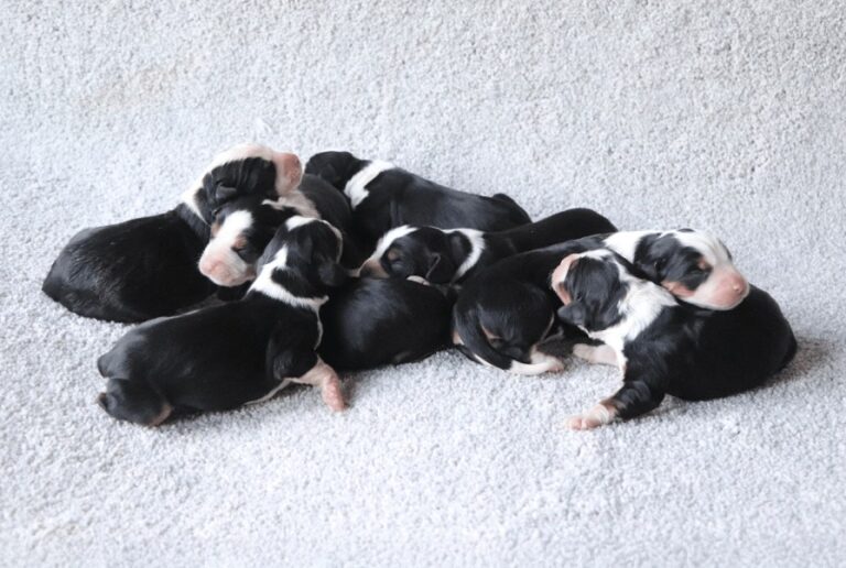 Bernalier Pups