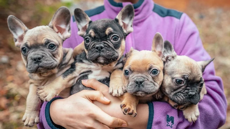 Frenchton Pups