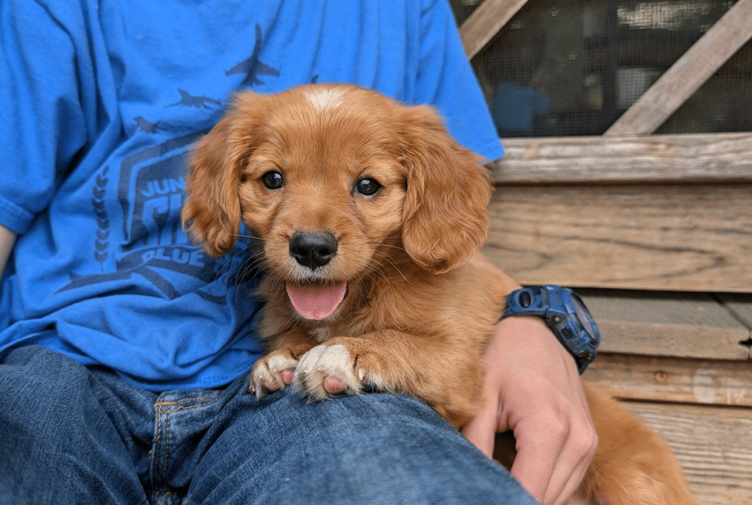 Mini Golden Pups