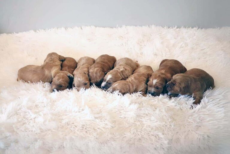 Mini Golden Retriever Pups